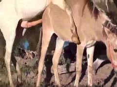 Rare zoo sex episode featuring a couple of horses 